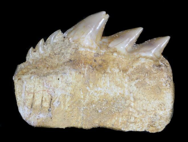 Fossil Cow Shark (Hexanchus) Tooth - Morocco #35025